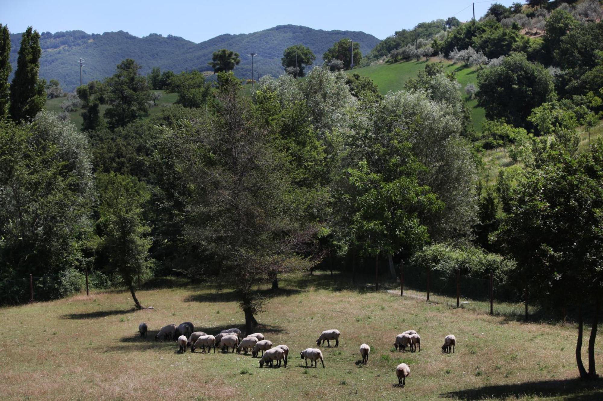 Agriturismo Il Castello อัสซิซี ภายนอก รูปภาพ