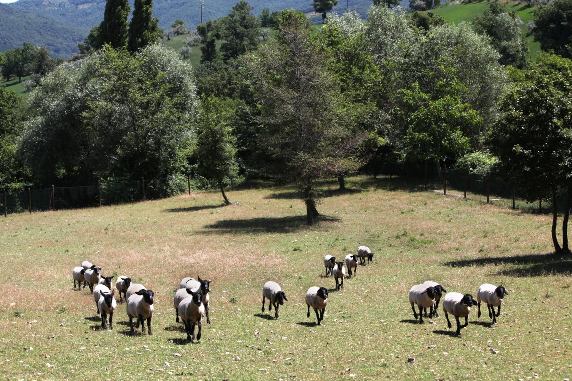 Agriturismo Il Castello อัสซิซี ภายนอก รูปภาพ